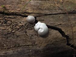 865283735_Enteridium_lycoperdon_OK_20210903(2).thumb.JPG.827f8da13e4242439eeb52189d3f75b7.JPG