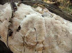 865390459_Oxyporuslatemarginatus(9).thumb.JPG.57800a09a3b51099641f2f632ea02465.JPG