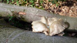 885521488_Pleurotus_pulmonarius__2026_0606.thumb.JPG.d75abde0156ee3810cbda8356b1ed282.JPG