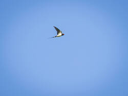 _6120137-DxO_DeepPRIME 3-2.jpg