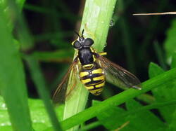 941803674_Chrysotoxumcautum.thumb.JPG.050c559f5b367bcc98aff7aa2bd8972a.JPG