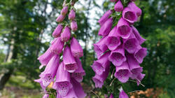 955058695___Digitalis_purpurea__20260603.thumb.JPG.f73d516656140966d427ee8fdfa1d11d.JPG