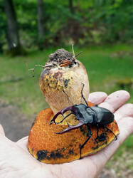 960616107_Hirschkfer_Lucanus_cervus_AWP_2026_0530.thumb.JPG.e46fd5fa9bcb8377fe7f9c09b62a2a71.JPG