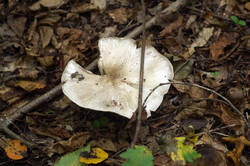 Agaricus_moelleri_PSA_20180924-00.jpg