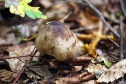 Agaricus_moelleri_PSA_20180924-01.jpg