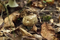 Agaricus_moelleri_PSA_20180924-02.jpg