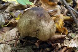 Agaricus_moelleri_PSA_20180924-03.jpg
