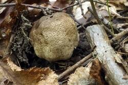 Agaricus_moelleri_PSA_20180924-05.jpg
