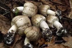 Agaricus_moelleri_PSA_20180924-06.jpg