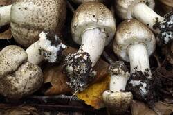Agaricus_moelleri_PSA_20180924-07.jpg