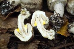 Agaricus_moelleri_PSA_20180924-08.jpg