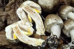 Agaricus_moelleri_PSA_20180924-09.jpg