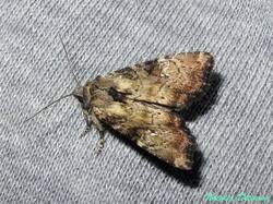 Apamea_scolopacina_NND_20230722-3.thumb.JPG.168587696ba92eecb9d0c251649b8fea.JPG