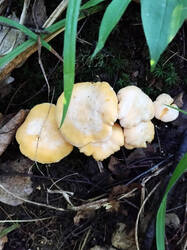 Cantharellus.thumb.jpg.75842af3ffeedc3fa3ca89193acaebdf.jpg