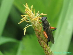 Chalcosyrphus_valgus_NND_20210527-2.thumb.JPG.c98bc2efdbda42d346e51ff6c60e02be.JPG