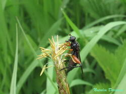 Chalcosyrphus_valgus_NND_20210527-3.thumb.JPG.6b62751319e35c2b9e99b74ea83b9f61.JPG