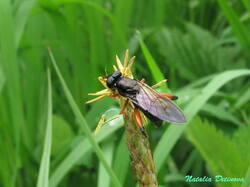 Chalcosyrphus_valgus_NND_20210527-4.thumb.JPG.43789824e83fd01a14eecd87d7d82756.JPG