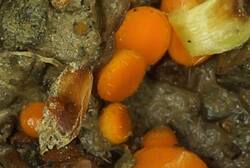 Cheilymenia_crucipila_PSA_20190514-05.jpg