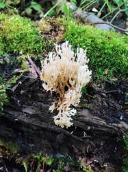 Clavaria.thumb.jpg.8fd8044886f011c94dbeea041f7e1a23.jpg