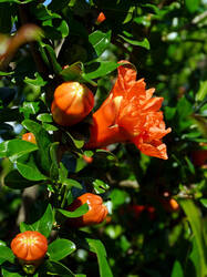 DSC05512.thumb.JPG.cb9d9ec312f98ba01a2402fb62965b46.JPG