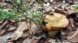 DSC05544.thumb.JPG.2e558077148ea39d761b1406fa04c667.JPG