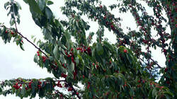 DSC05627.thumb.JPG.641866e06c48459158c108ab8588ddb4.JPG