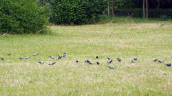 DSC05636.thumb.JPG.e49af38c53ed98c5f8f4a036e4bccb51.JPG