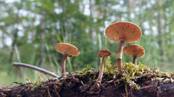 DSC05703.thumb.JPG.327c4fc9fa305fd8f0d801a8c8cd7bfb.JPG