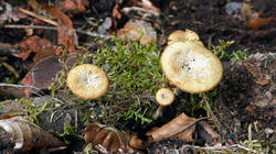 DSC05704.thumb.JPG.0097d8dffd0f9cc3e429bcc89a3d0a6d.JPG
