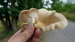 DSC05858.thumb.JPG.298617e1ecd9c79edc74fda1b2330a72.JPG