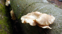 DSC05882.thumb.JPG.49b82dfc276048bf244bb053971cf4b0.JPG