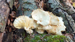 DSC05958.thumb.JPG.7c79d06cf261b726419535a389d0f73e.JPG