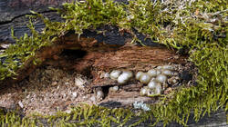 DSC06025.thumb.JPG.8c47aaf55d6decdae885138926604a9d.JPG