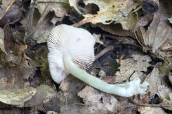 DSC08491.jpg