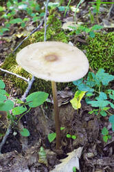 DSC08568.jpg