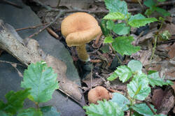 DSC08572.jpg