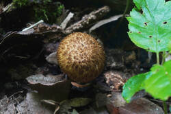 DSC08576.jpg
