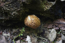 DSC08577.jpg