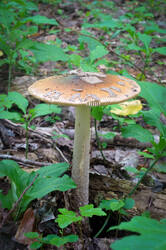 DSC08583.jpg