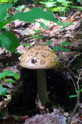 DSC08585.jpg