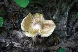 DSC08586.jpg