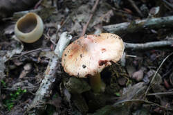 DSC08595.jpg