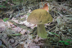DSC08606.jpg