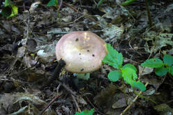 DSC08611.jpg