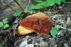 DSC08613.jpg