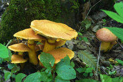 DSC08647.jpg