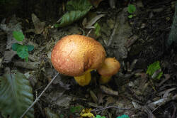 DSC08648.jpg