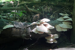 DSC08670.jpg