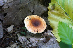DSC08672.jpg