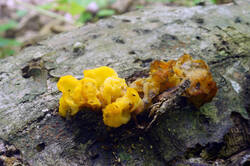 DSC08674.jpg